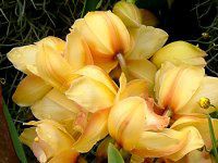 �V���r�W�E��(Cymbidium)