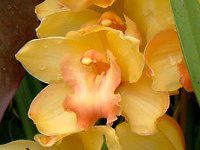 �V���r�E��(Cymbidium)