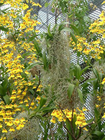 �T���I�K�Z���h�L�i�����g���h�L�j