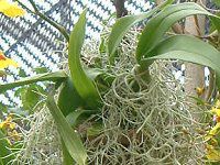 �G�A�[�v�����c(Air plants)