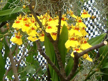 �I���V�W���E��(Oncidium)