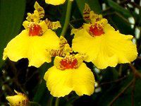 �I���V�W�E��(Oncidium)