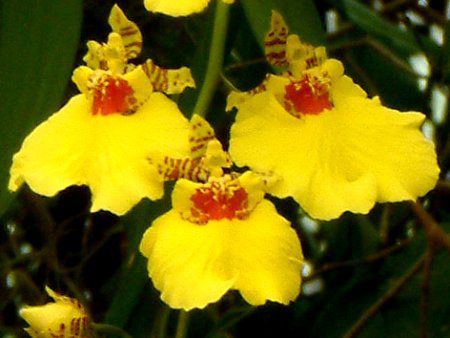 �I���V�W���E���iOncidium�j