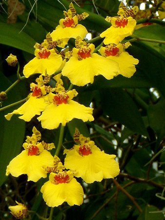 �I���V�W���E��(Oncidium)