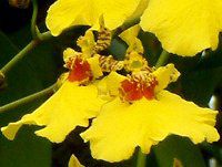 �I���V�W���E��(Oncidium)