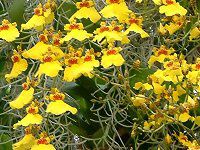 �I���V�W���E��(Oncidium)