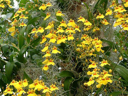 �I���V�W���E��(Oncidium)