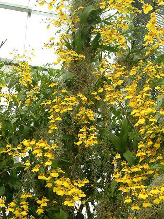 �I���V�W���E��(Oncidium)