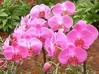 �R�`���E����(�Ӓ���)