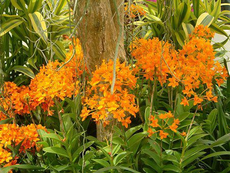 �G�s�f���h����(Epidendrum)