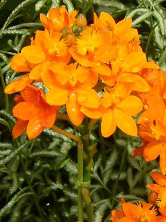 �G�s�f���h����(Epidendrum)