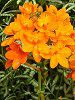 �G�s�f���h����(Epidendrum)