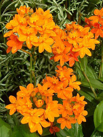 �G�s�f���h����(Epidendrum)