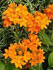 �G�s�f���h����(Epidendrum)