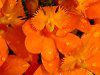 �G�s�f���h����(Epidendrum)