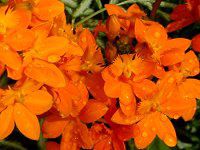 �G�s�f���h����(Epidendrum)