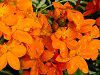 �G�s�f���h����(Epidendrum)
