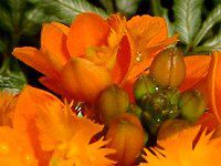 �G�s�f���h����(Epidendrum)