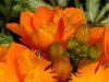 �G�s�f���h����(Epidendrum)