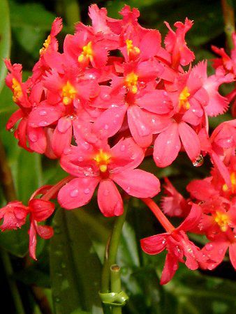 �G�s�f���h����(Epidendrum)