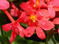 �G�s�f���h����(Epidendrum)