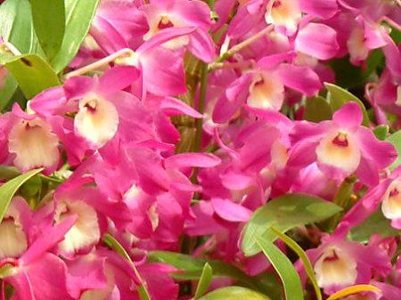 �f���h���r�E��(Dendrobium)