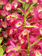 �f���h���r�E��(Dendrobium)