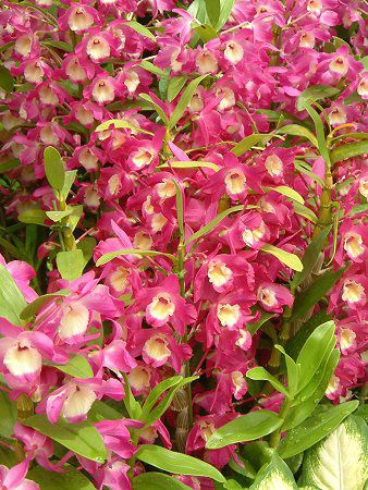 �f���h���r�E��(Dendrobium)