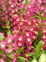 �f���h���r�E��(Dendrobium)