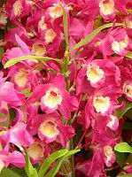 �f���h���r�E��(Dendrobium)