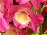 �f���h���r�E��(Dendrobium)