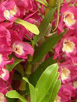�f���h���r�E��(Dendrobium)