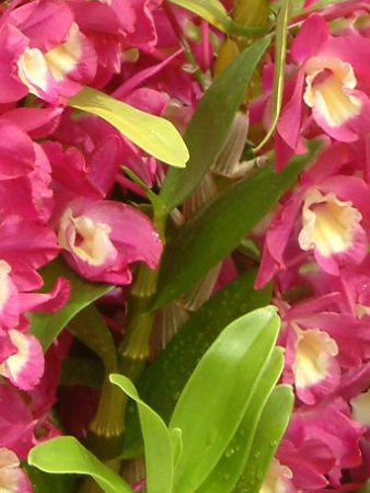 �f���h���r�E��(Dendrobium)