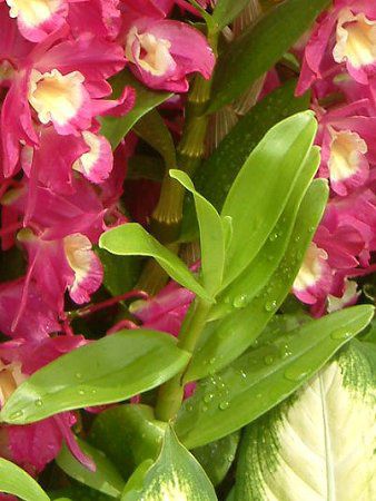�f���h���r�E��(Dendrobium)