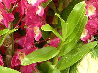 �f���h���r�E��(Dendrobium)