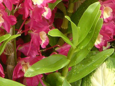 �f���h���r�E��(Dendrobium)