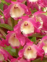 �f���h���r�E��(Dendrobium)