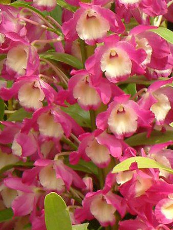 �f���h���r�E��(Dendrobium)