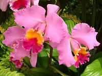 �J�g���A(Cattleya) 