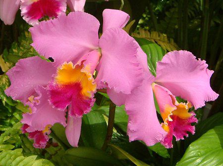 �J�g���A(Cattleya)