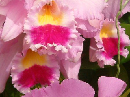 �J�g���A(Cattleya)
