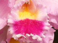 �J�g���A(Cattleya) 