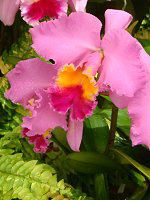 �J�g���A(Cattleya) 
