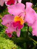 �J�g���A(Cattleya) 