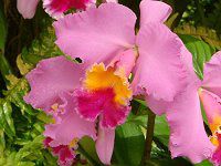 �J�g���A(Cattleya) 