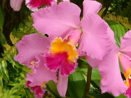 �J�g���A(Cattleya)