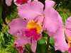�J�g���A(Cattleya) 