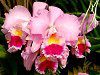 �J�g���A(Cattleya) 