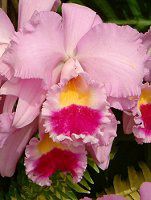 �J�g���A(Cattleya) 