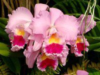 �J�g���A(Cattleya) 